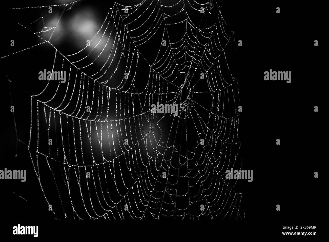 Il ragnatela di un ragno risplende con migliaia di minuscoli dewdrops nella luce del mattino di inizio autunno Foto Stock