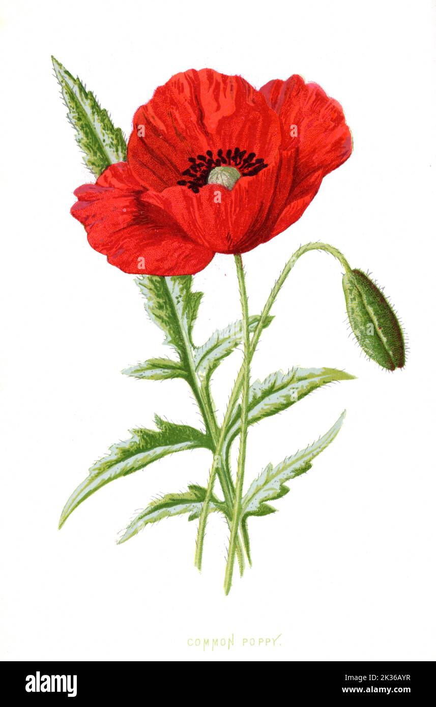 Fiore di papavero, illustrazione botanica del XIX secolo Foto Stock