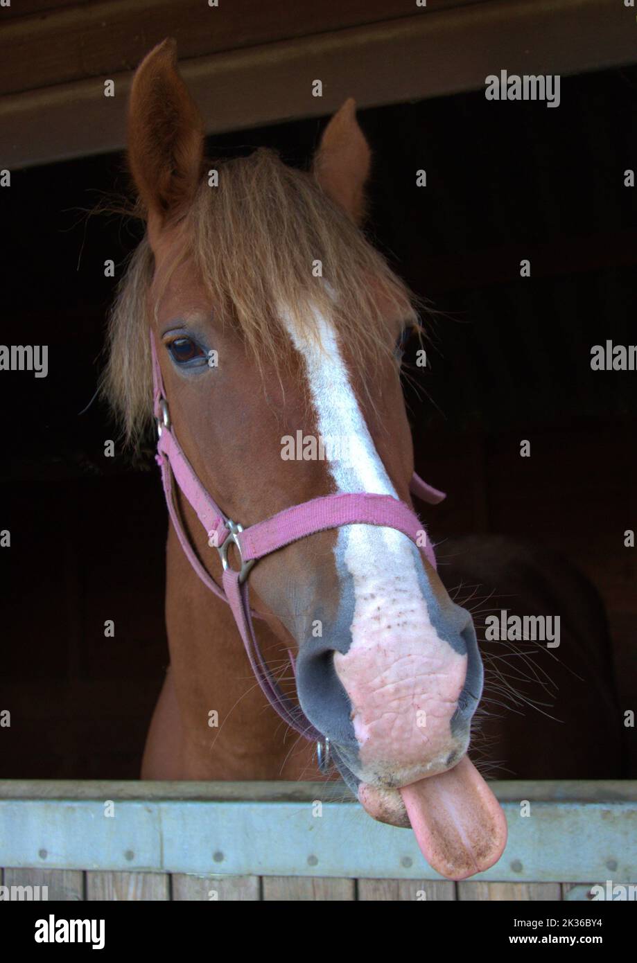 Testa di un cavallo con la lingua fuori, guardando fuori dalla stalla Foto Stock