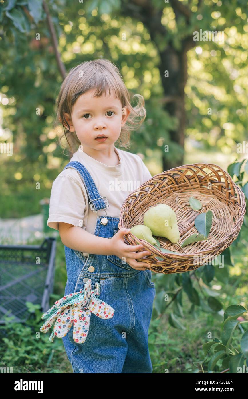 Piccolo bambino che raccoglie le pere in un cestino in un frutteto. Vivere in modo sostenibile con un bambino in natura Foto Stock