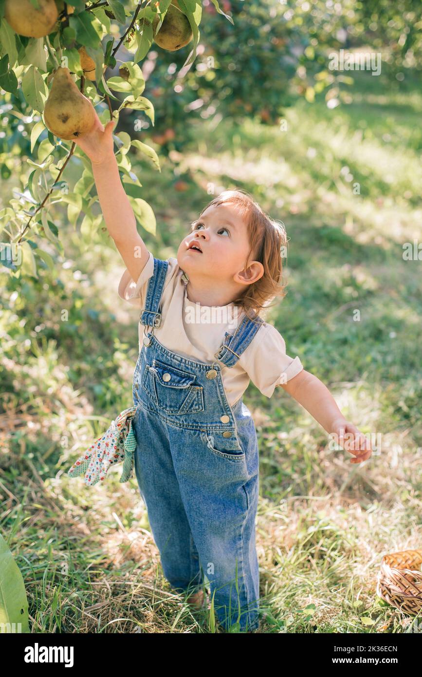 Piccolo bambino che raccoglie le pere in un frutteto. Il bambino aiuta a raccogliere le pere da un albero nel giardino. Vivere in modo sostenibile con un bambino in natura Foto Stock