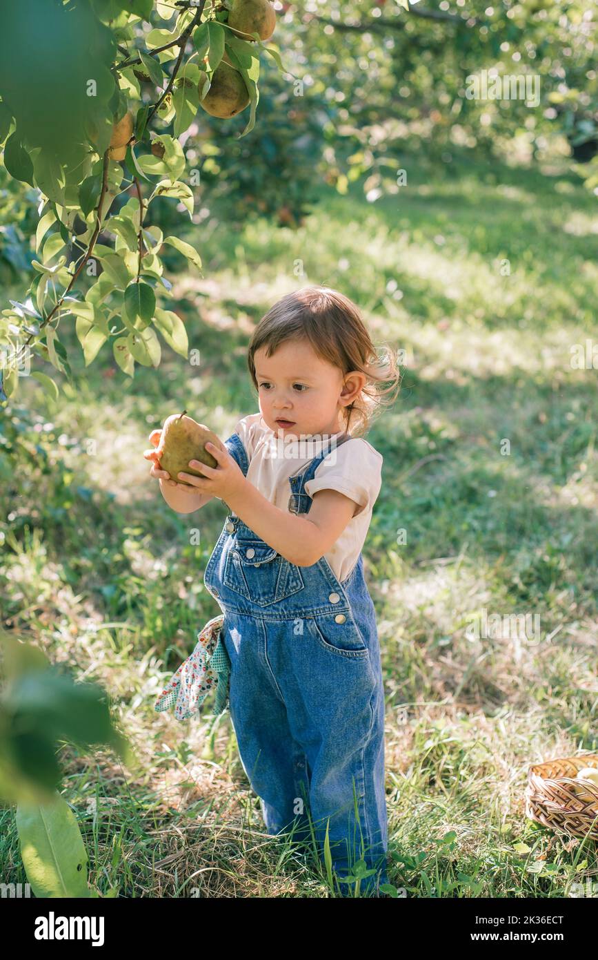 Piccolo bambino che raccoglie le pere in un frutteto. Il bambino sorpreso ha strappato una pera da un albero. Vivere in modo sostenibile con un bambino in natura Foto Stock