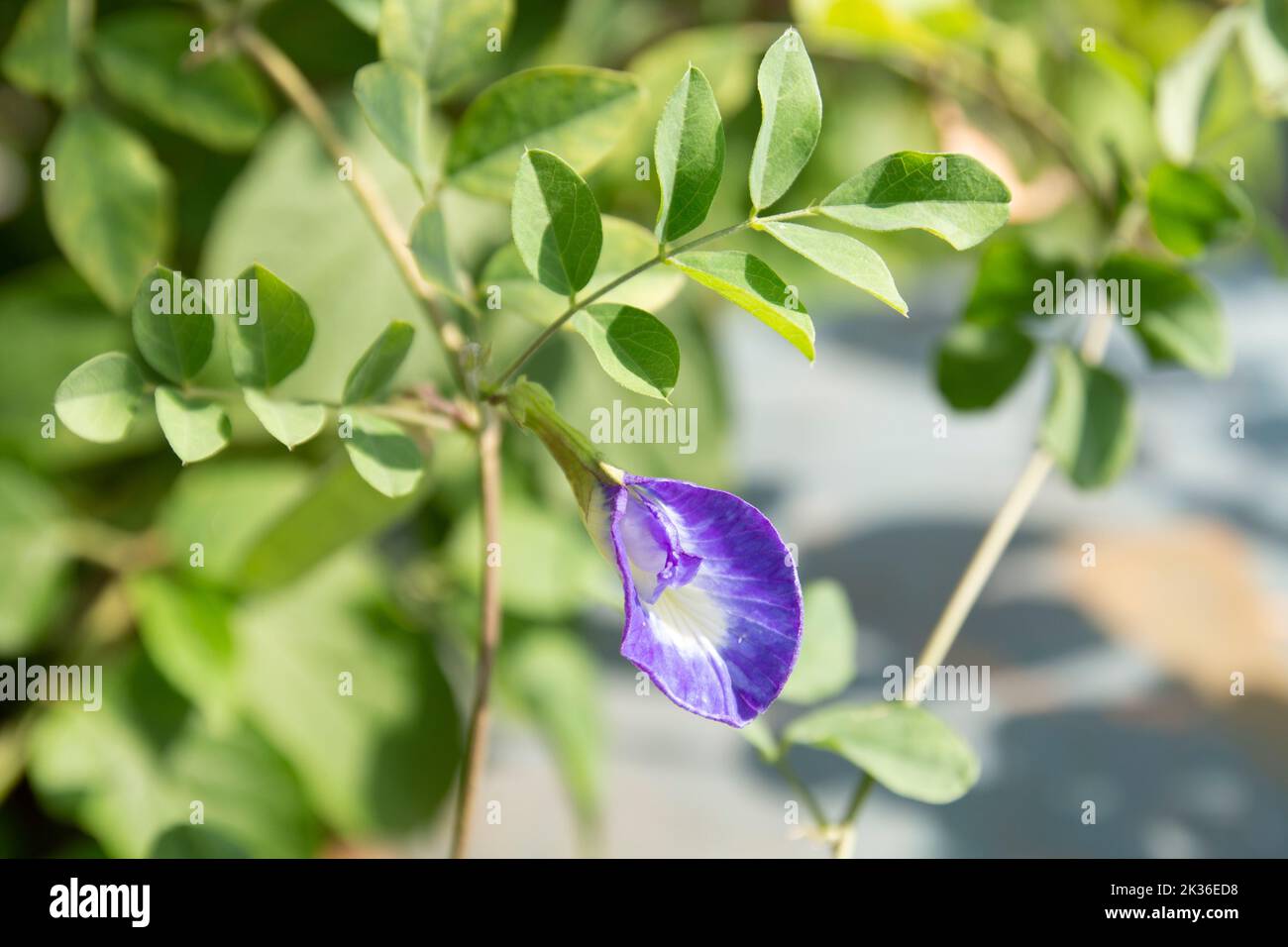 Clitoria ternatea, comunemente nota come ali di piccione asiatiche, vite blu, piselli blu, piselli delle farfalle, piselli del cordofan, Darwin o kemban telang in indonesiano è Foto Stock