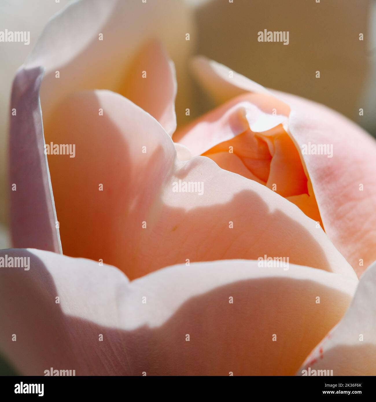 Primo piano di una rosa rosa pallida alla luce del sole Foto Stock