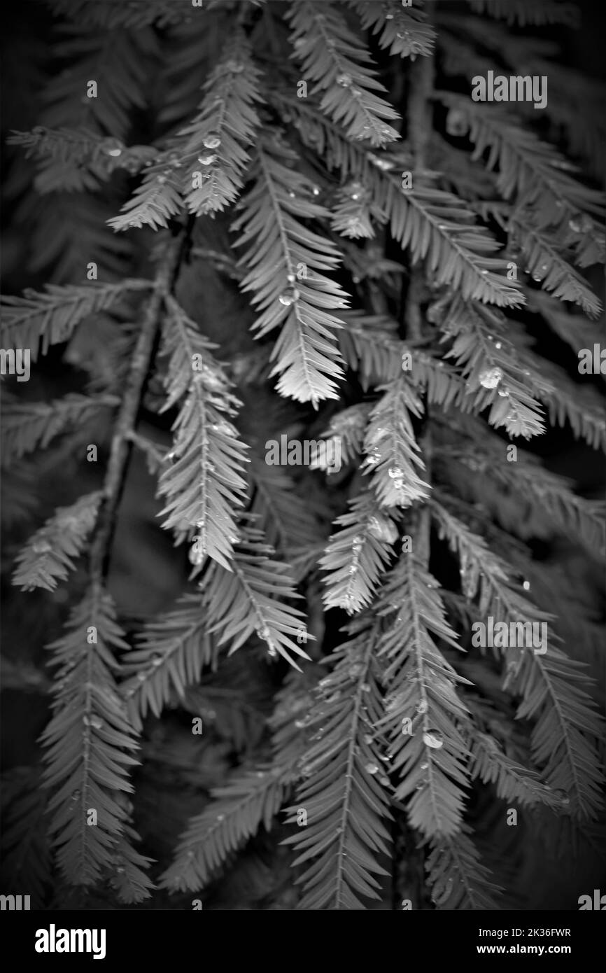 Un primo piano verticale bianco e nero di foglie di sequoia Foto Stock