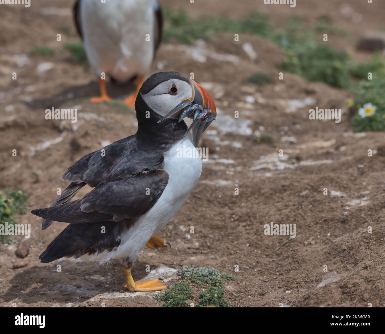 Il becco è il puffin Atlantico con le anguille di sabbia Foto Stock