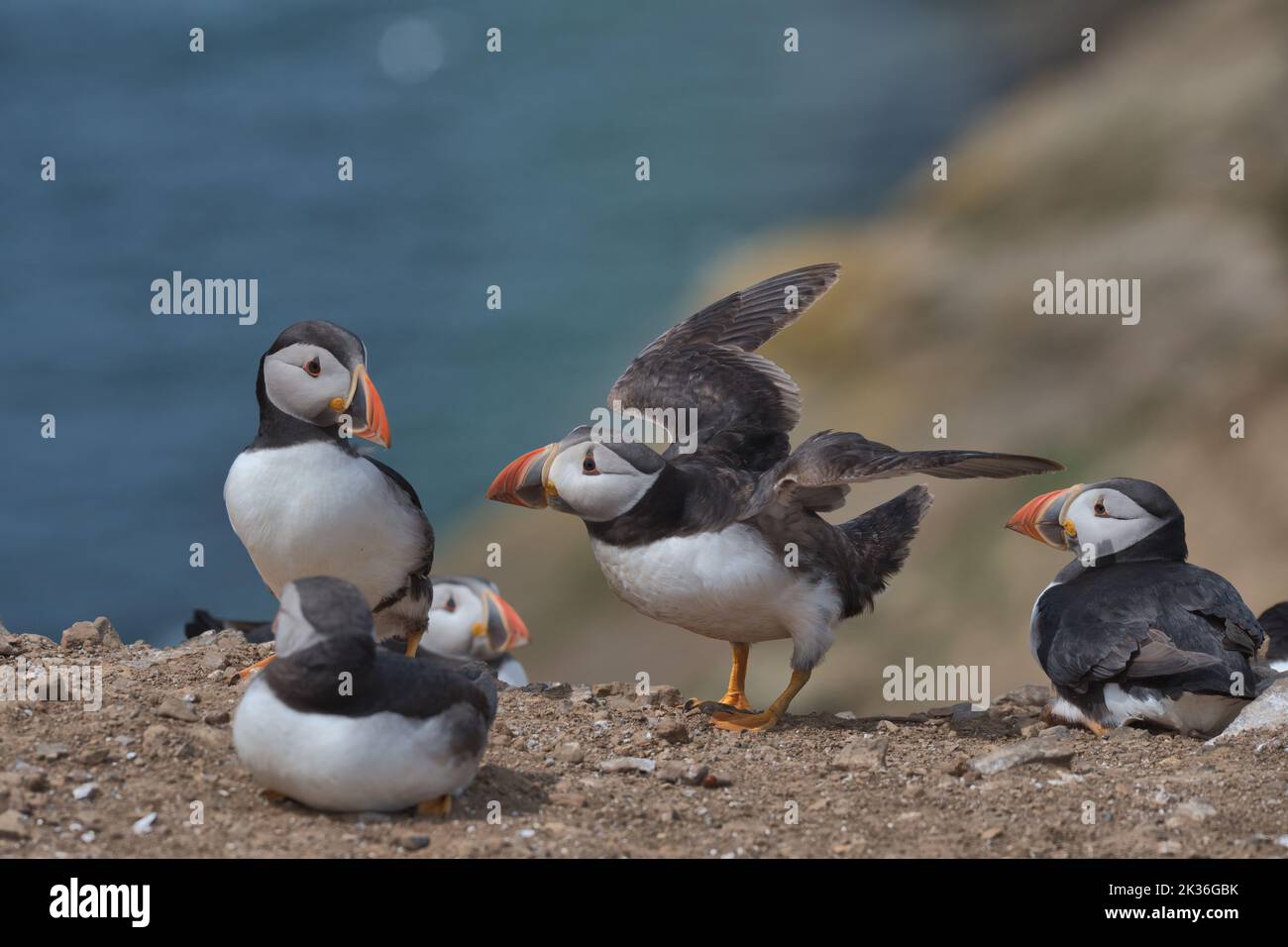 Il puffin Atlantico atterra appena sul bordo della scogliera sull'isola di Skomer. Foto Stock