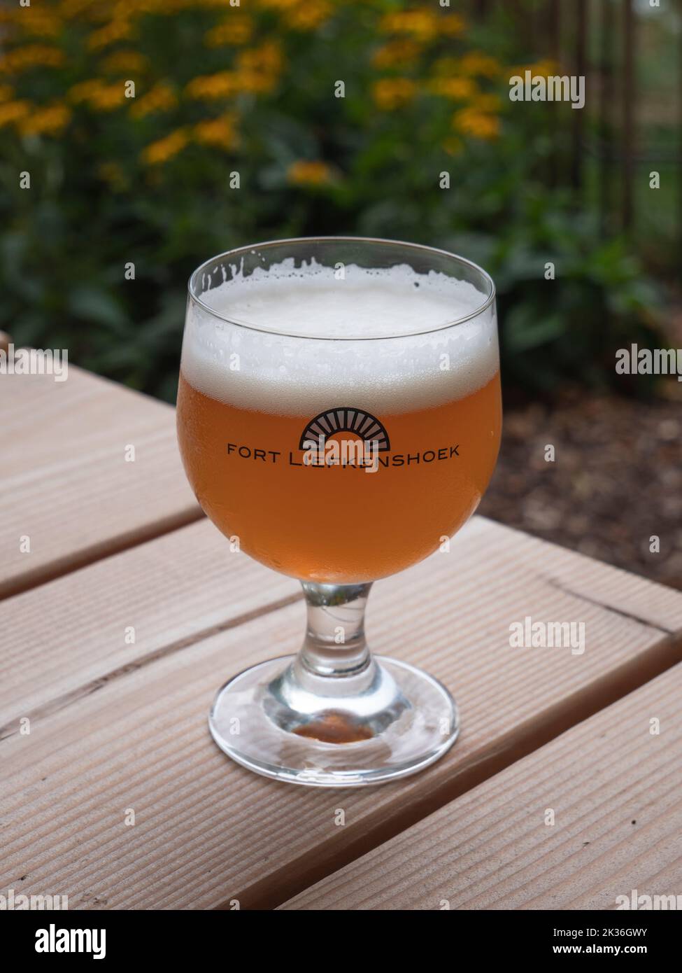 Beveren, Belgio, 31 luglio 2022, la birra della casa bionda Bonapart da Fort Liefkenshoek in un bicchiere rotondo, sferico Foto Stock
