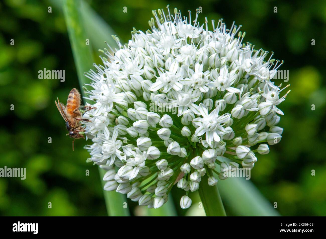 Sydney Australia, ape su testa di fiore di un allio cepa o cipolla Foto Stock