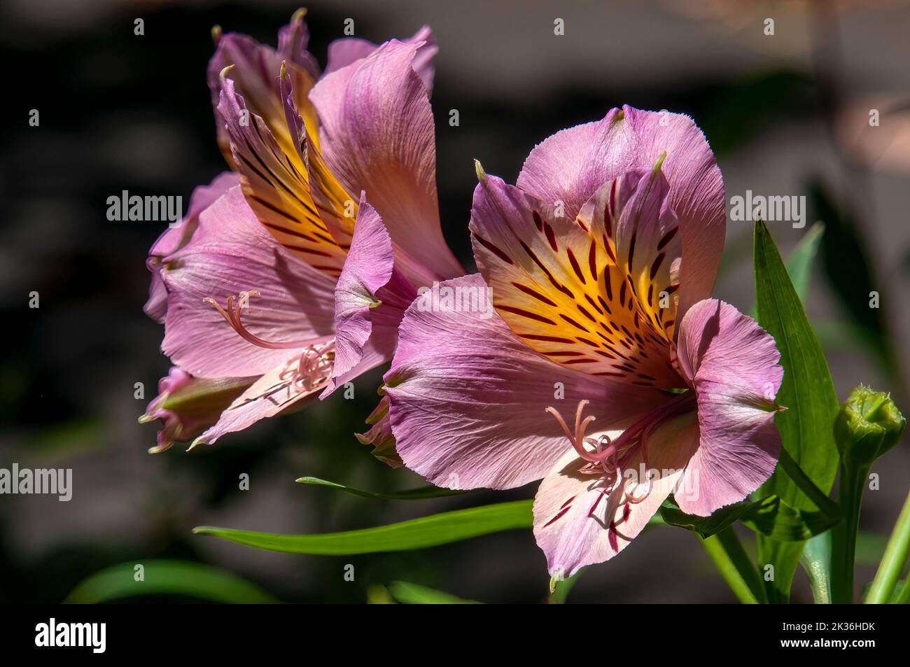 Sydney Australia, alstroemeria malva o fiori di giglio peruviani Foto Stock