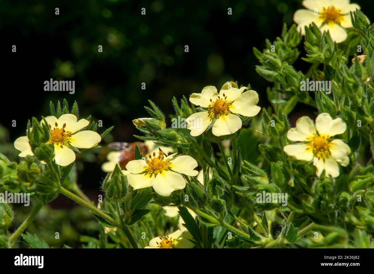 Sydney Australia, fiori gialli di un rettan di potentilla o cinquefoil strisciante al sole Foto Stock