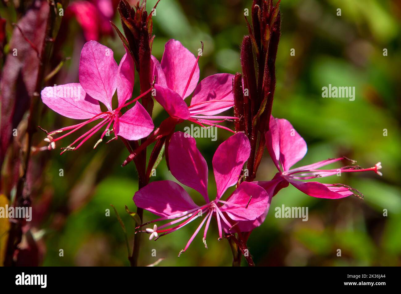 Sydney Australia, fiori rosa brillante di una pianta di enotera lindheimeri o di beeblossom di lindheimer Foto Stock