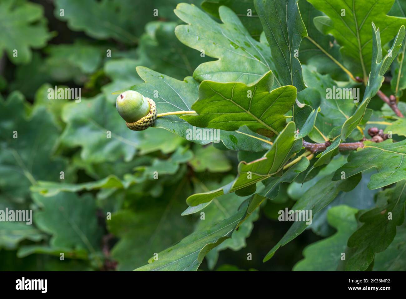 Un acorno unico come matura su un albero di quercia in autunno, circondato dalle foglie che sono ancora verdi Foto Stock