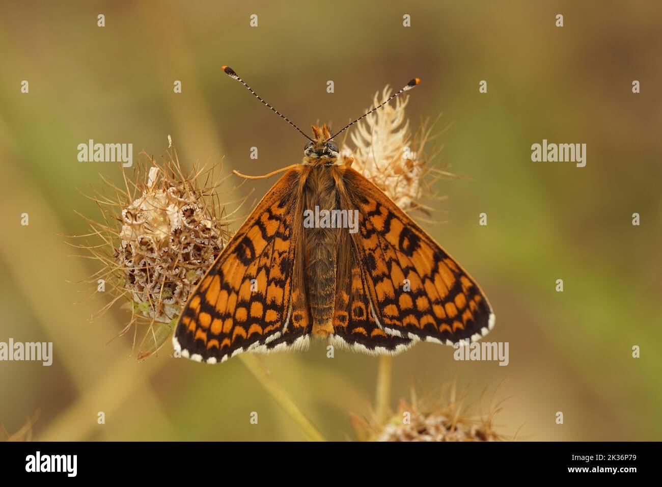 Primo piano su un Melitaea cinxia, melitana mediterranea arancione Glanville, con ali semi-aperte su sfondo verde Foto Stock