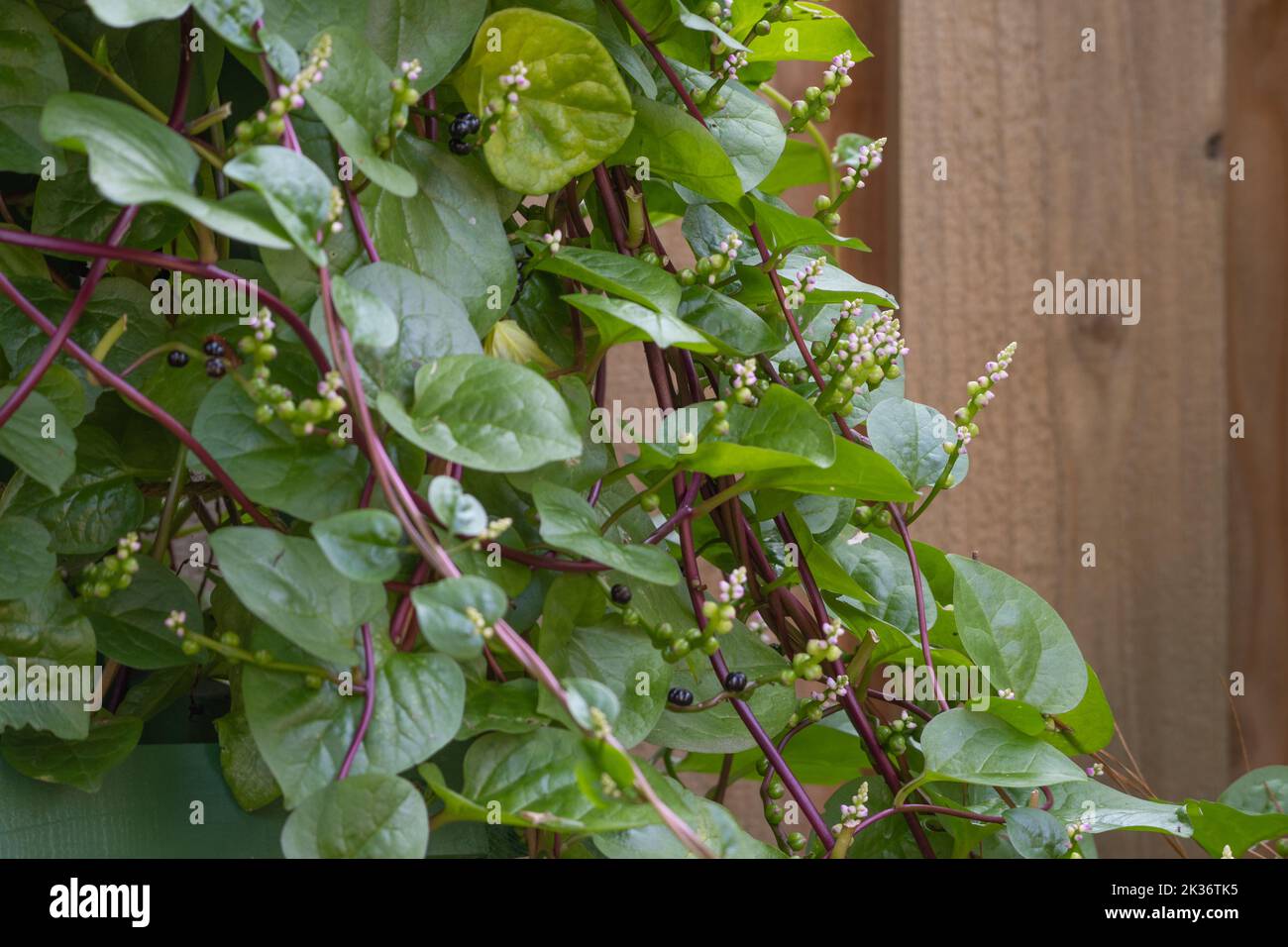 Spinaci malabaresi che crescono su un trellis di fronte ad una recinzione nell'orto. Foto Stock