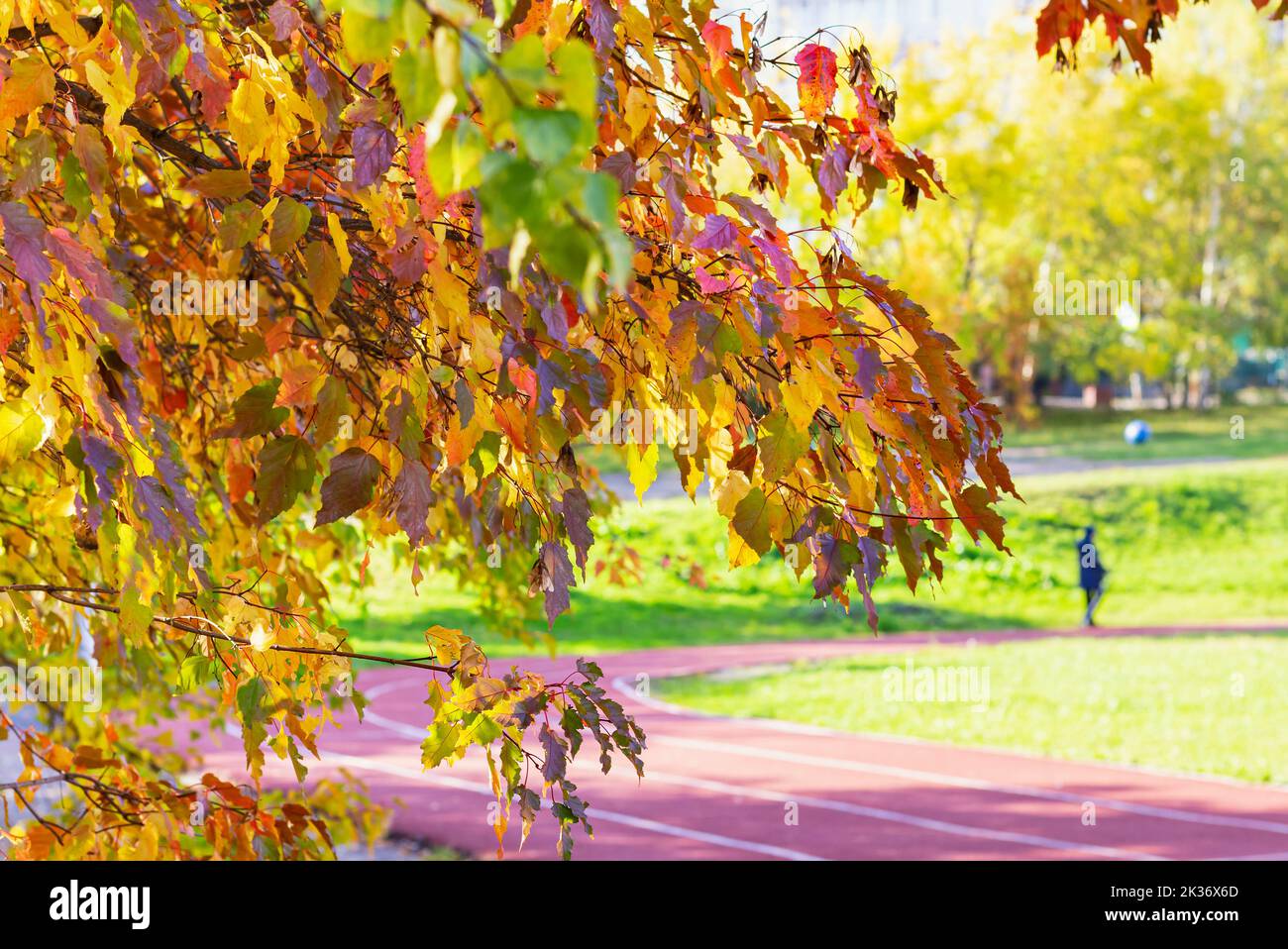 Luminoso autunno arancione giallo fogliame in primo piano, fuoco selettivo, copia spazio.autunno decorazione concept.beautiful paesaggio autunnale con alberi gialli e. Foto Stock
