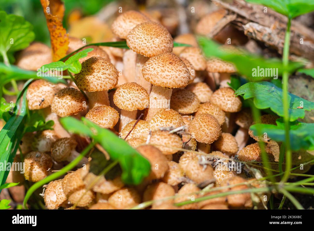 Bella, funghi freschi nella foresta autunnale naturale in travi soleggiate, famiglia Fungo Miele primo piano, raccolta autunnale di funghi per decapaggio.Miele selvatico Foto Stock