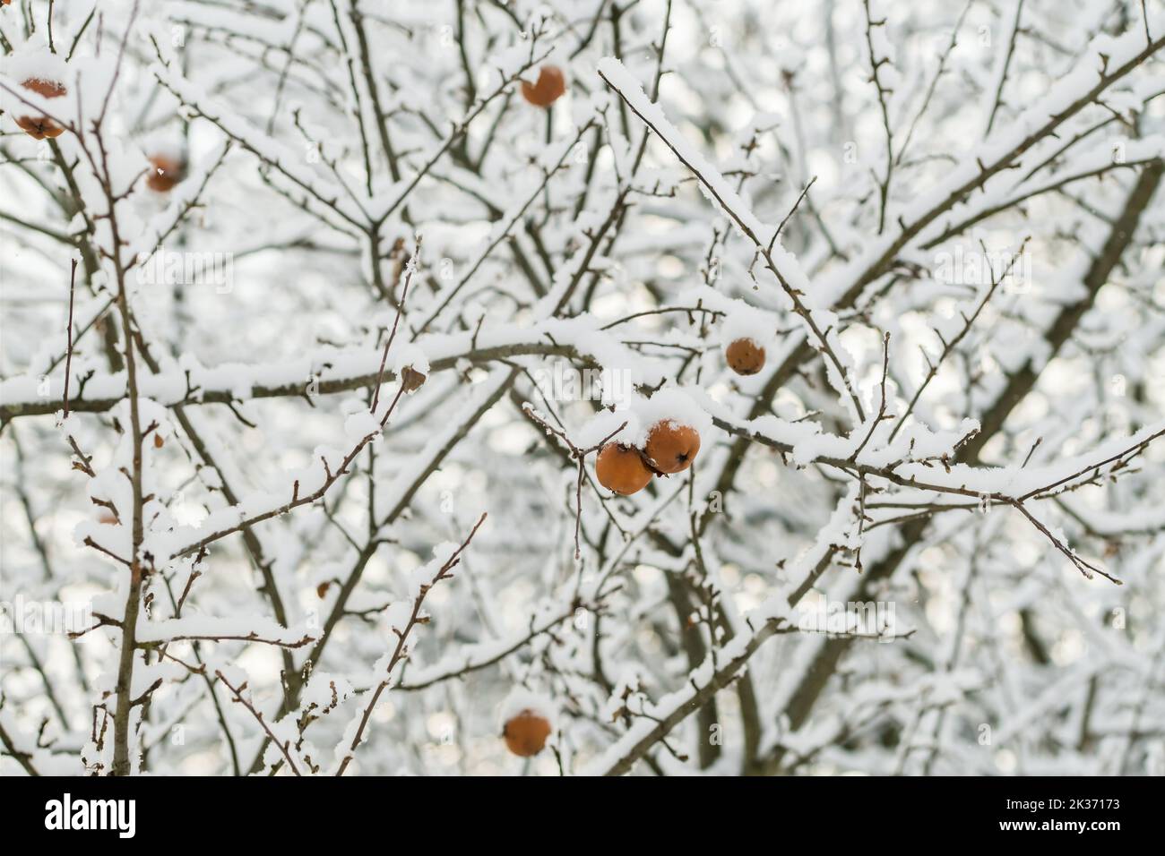 Vecchie mele su ramo di albero senza foglie coperte di neve in inverno Foto Stock