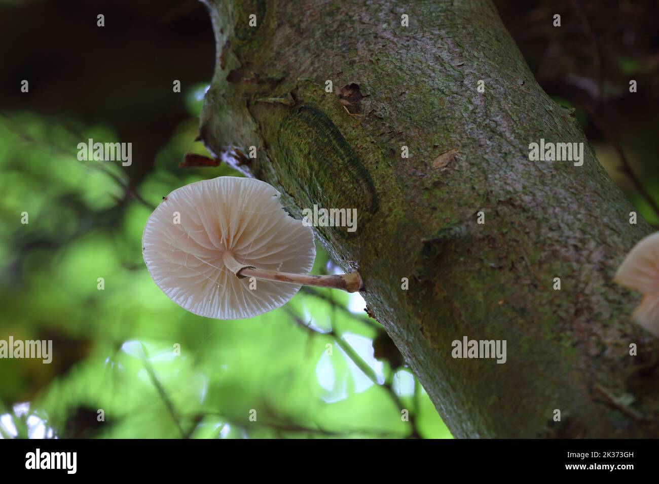 Funghi Marasmiaceae che crescono su un albero, Foresta di Hamsterly, Contea di Durham, Inghilterra. Foto Stock