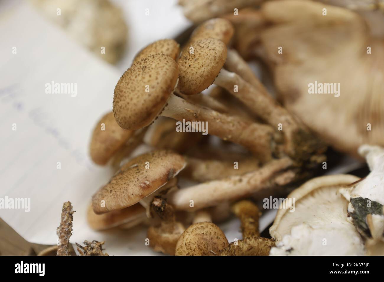 25 settembre 2022, SassoniaAnhalt, Silberhütte Il Hallimasch è un