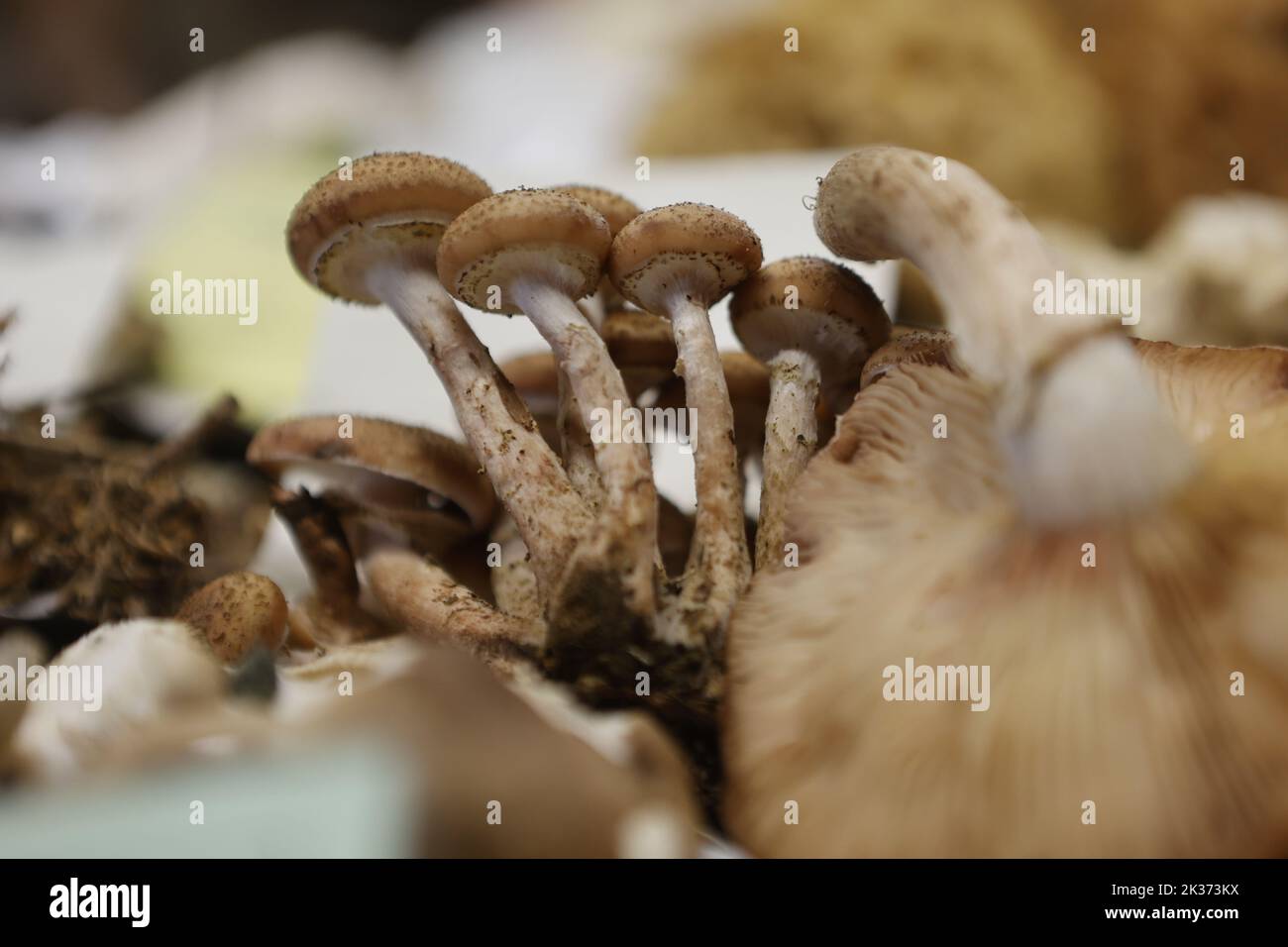 25 settembre 2022, SassoniaAnhalt, Silberhütte Il Hallimasch è un