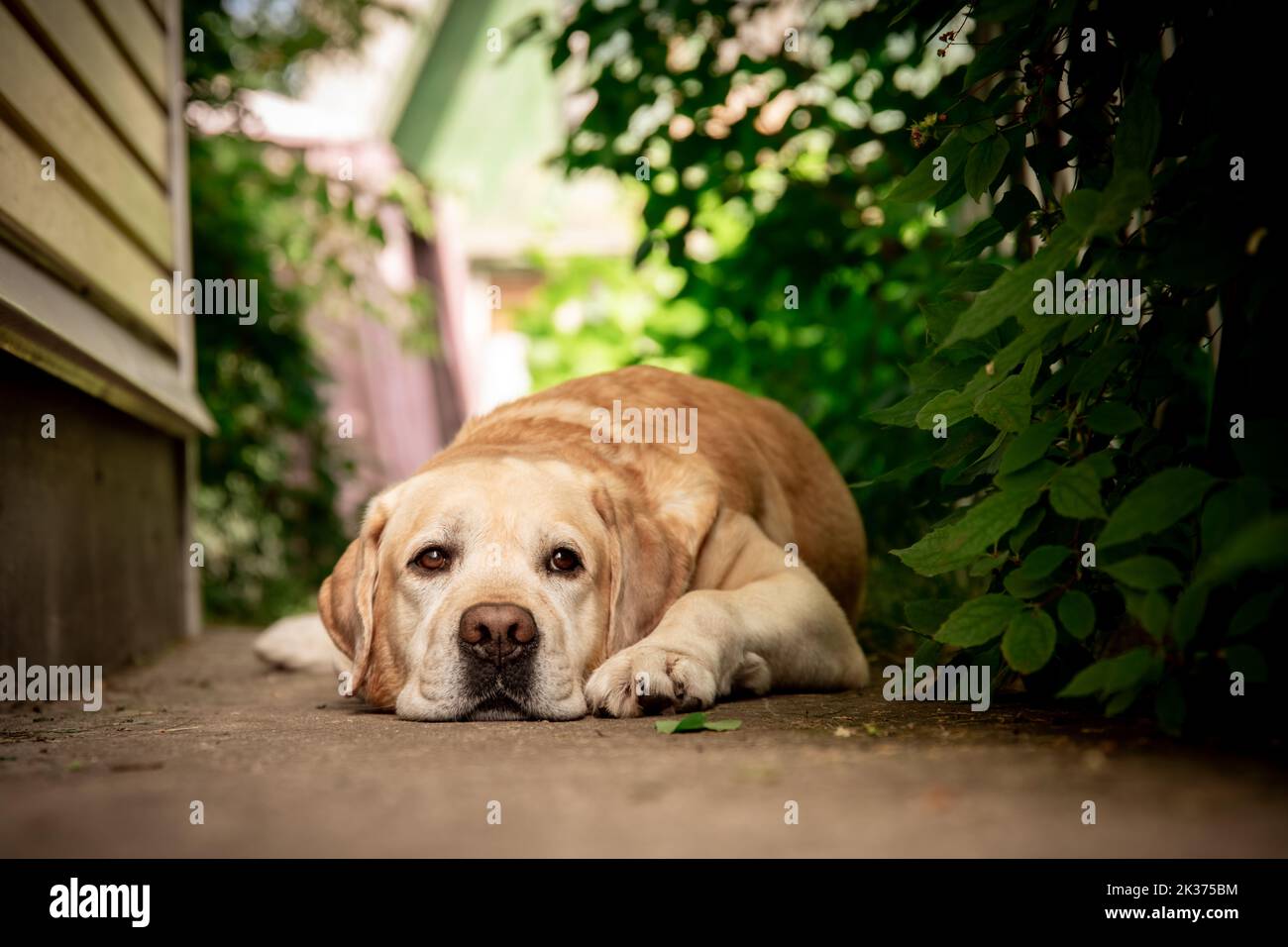 Il grazioso Labrador è situato su un sentiero nel giardino Foto Stock
