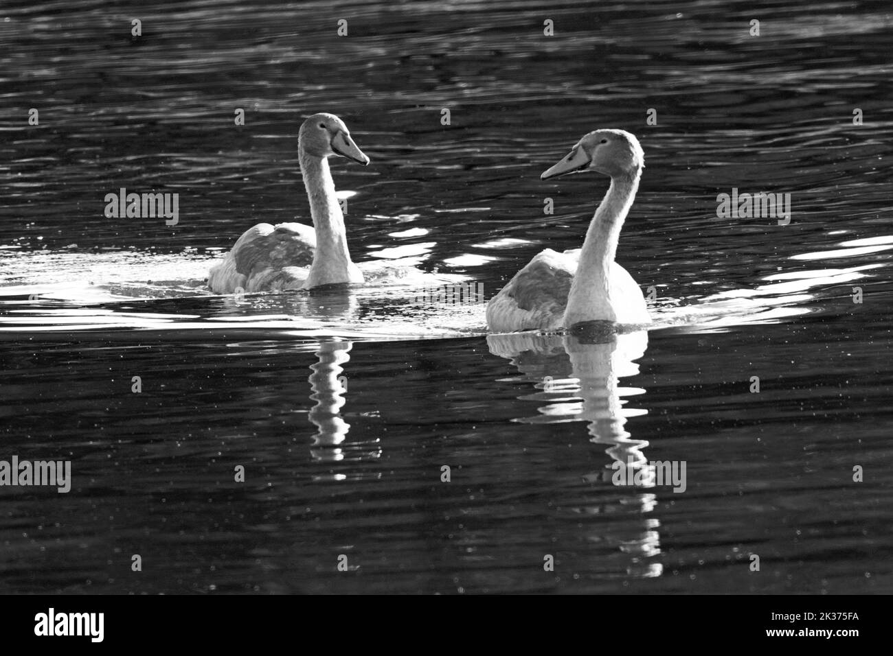 Una coppia di oche che si abbattere il fiume Great Ouse nel parco di campagna Ely 25th settembre 2022 Foto Stock