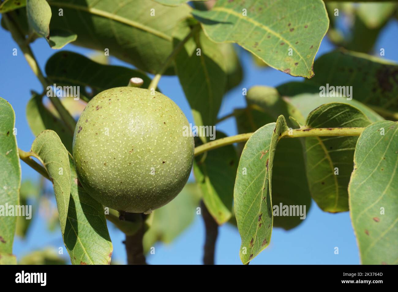 una pera biologica verde sul ramo dell'albero Foto Stock