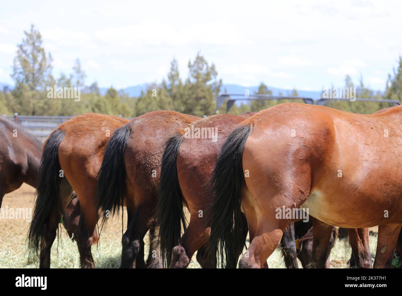 Dorso di cavalli bruni con code nere in fila Foto Stock