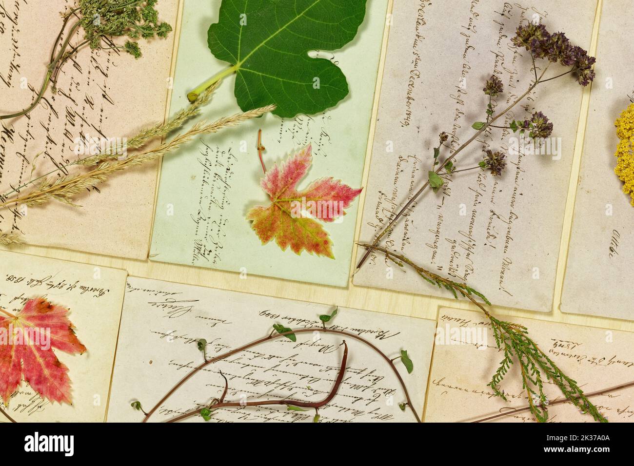 Natura morta vegetale con foglie ed Erbe di fronte alle lettere del 19th° secolo Foto Stock