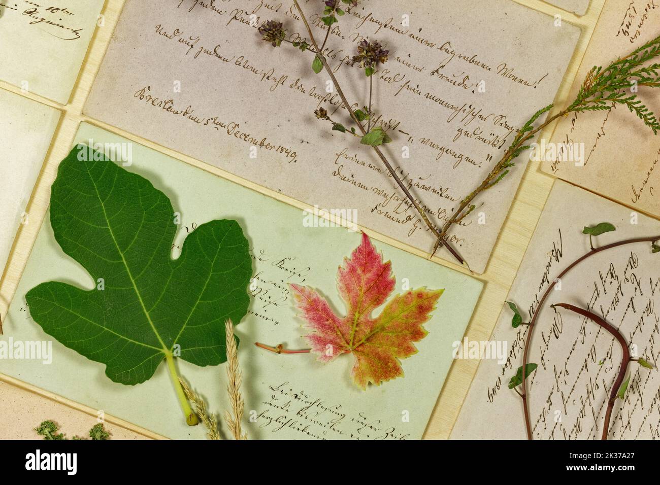 Natura morta vegetale con foglie ed Erbe di fronte alle lettere del 19th° secolo Foto Stock