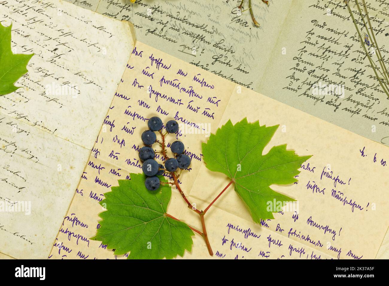 Foglie d'uva e uva di fronte alle lettere del 19th e degli inizi del 20th° secolo Foto Stock