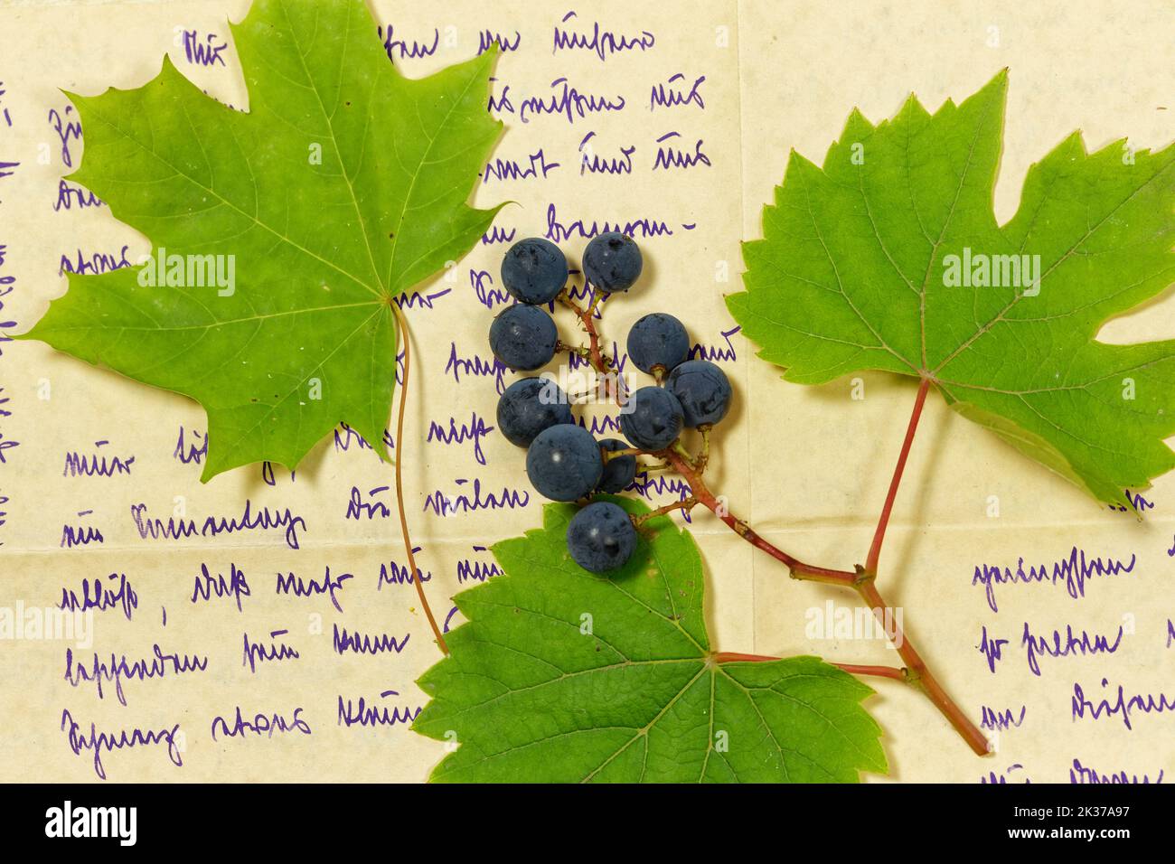 Concetto con uva e uva levette di fronte all'inizio del 20th ° secolo Scrittura a mano Foto Stock