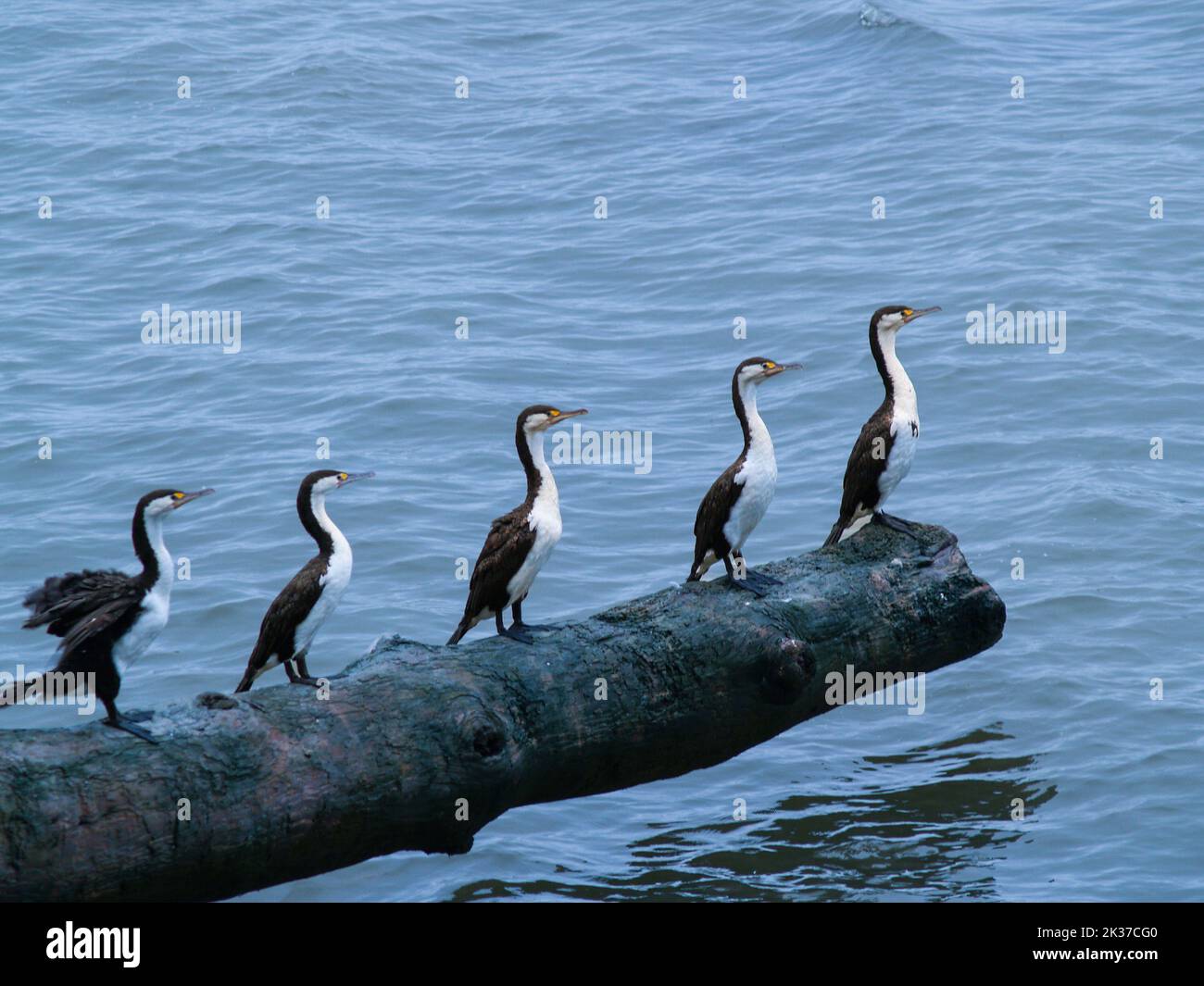 Pied gregge che si appollaiano su log su acqua. Foto Stock