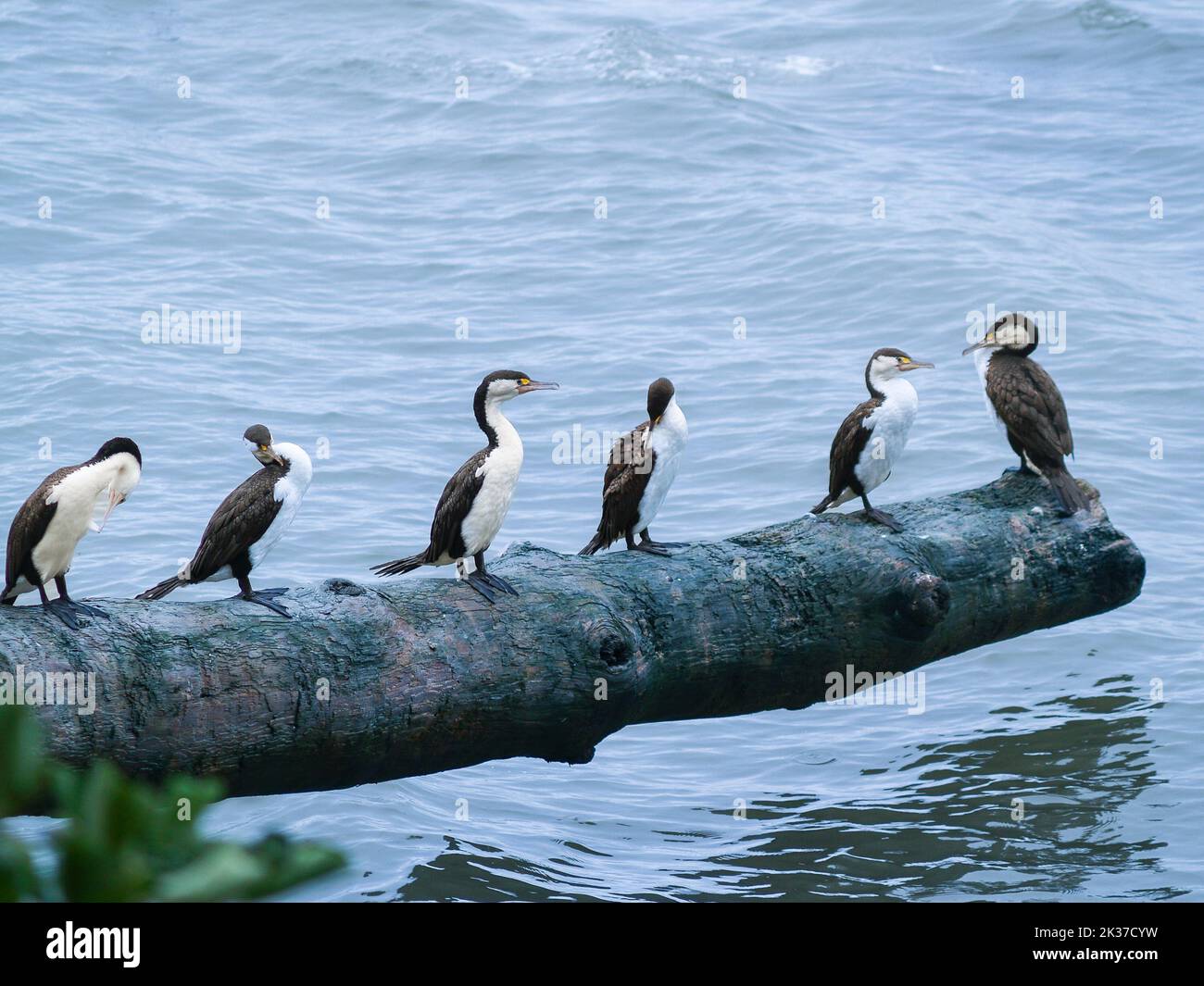Pied gregge che si appollaiano su log su acqua. Foto Stock