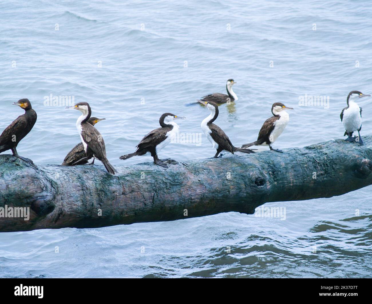 Pied gregge che si appollaiano su log su acqua. Foto Stock