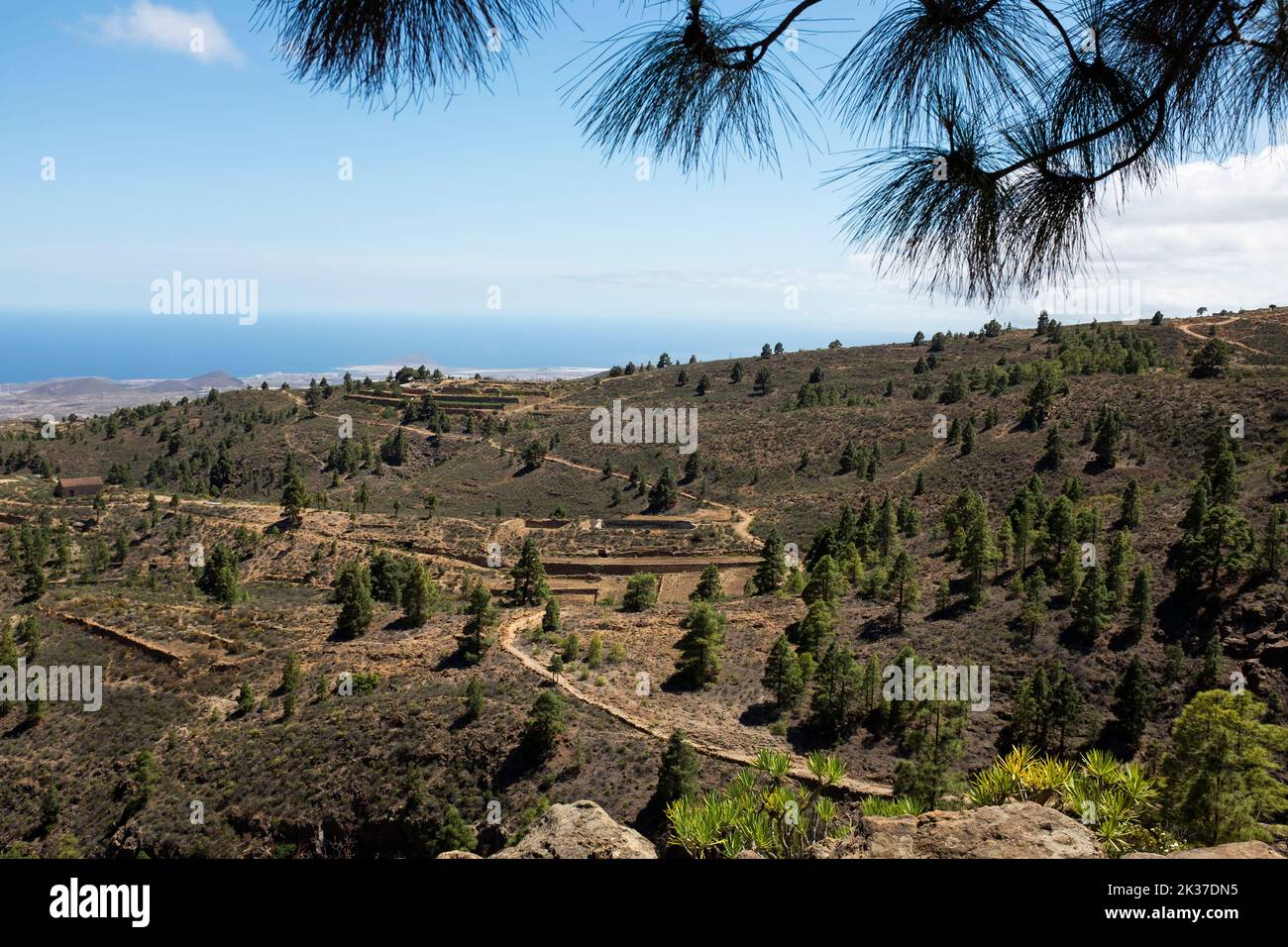 Paesaggio con pini delle Canarie (Pinus canariensis), distretto di Granadilla de Abona, Tenerife, Isole Canarie Foto Stock