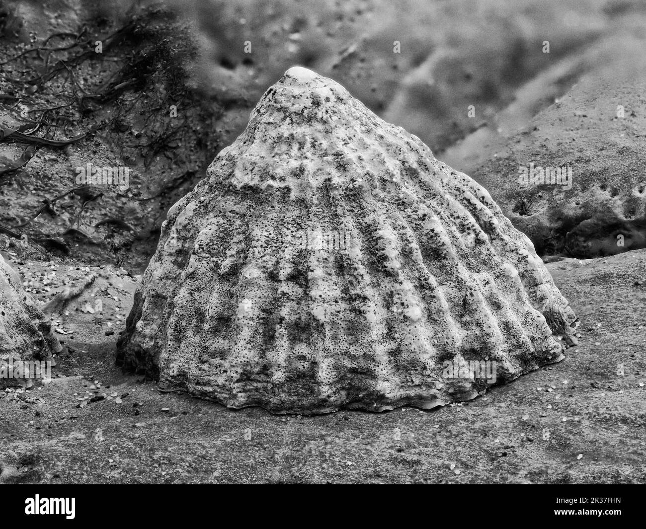 Primo piano monocromatico di Common Limpet Patella vulgata sulle rocce della costa del Somerset UK Foto Stock