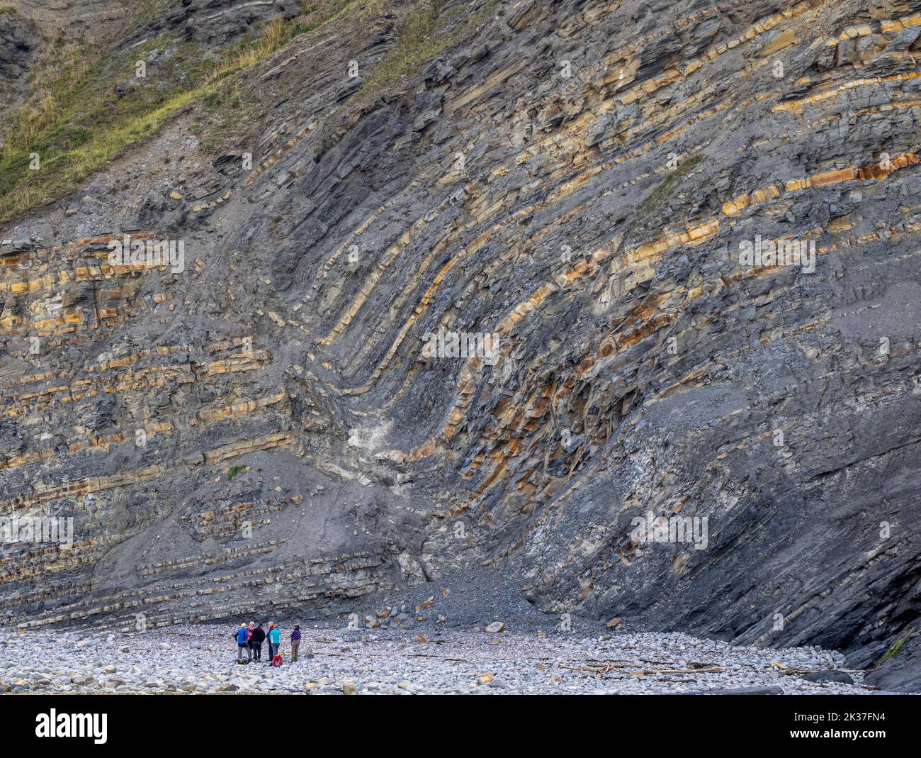 Partito di geologi che esaminano una faglia in calcare di Lias Jurassic e letti di scisto nelle scogliere vicino a testa di Quantock sulla costa del Somerset UK Foto Stock