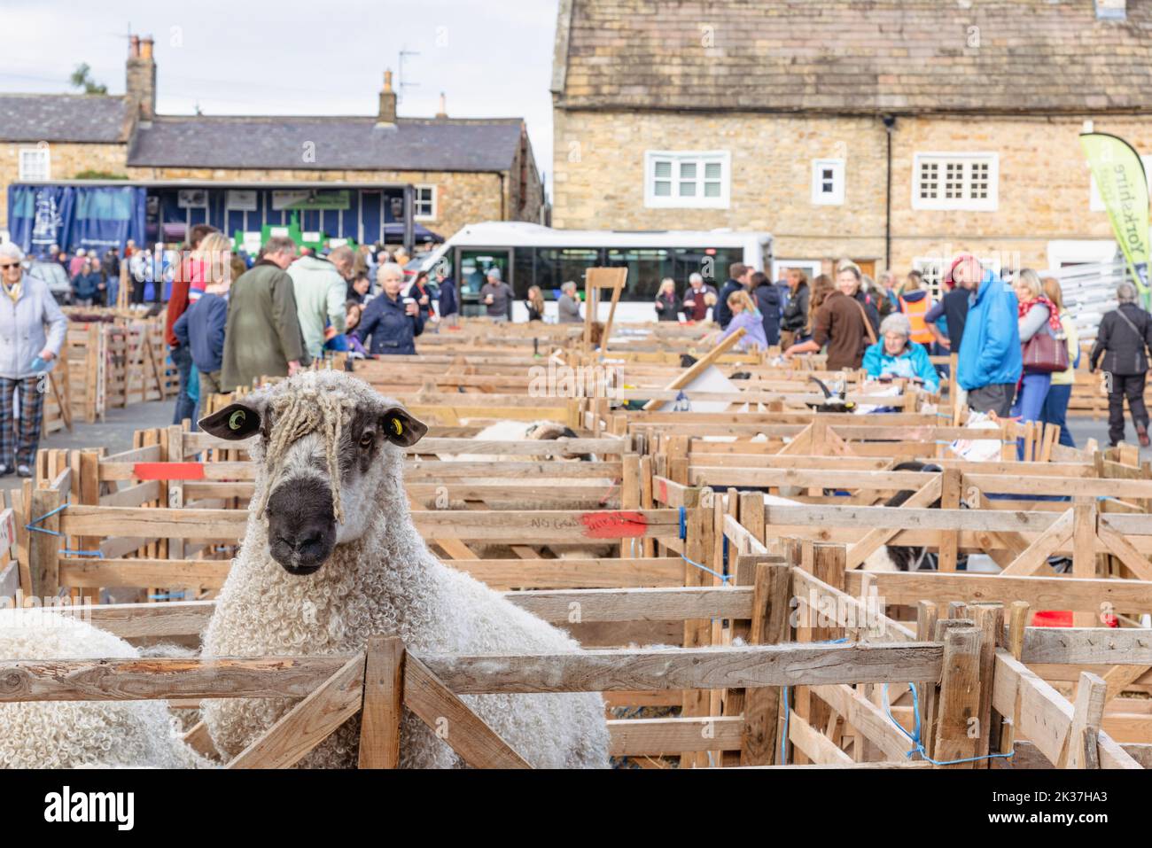 Masham pecore Fair Foto Stock