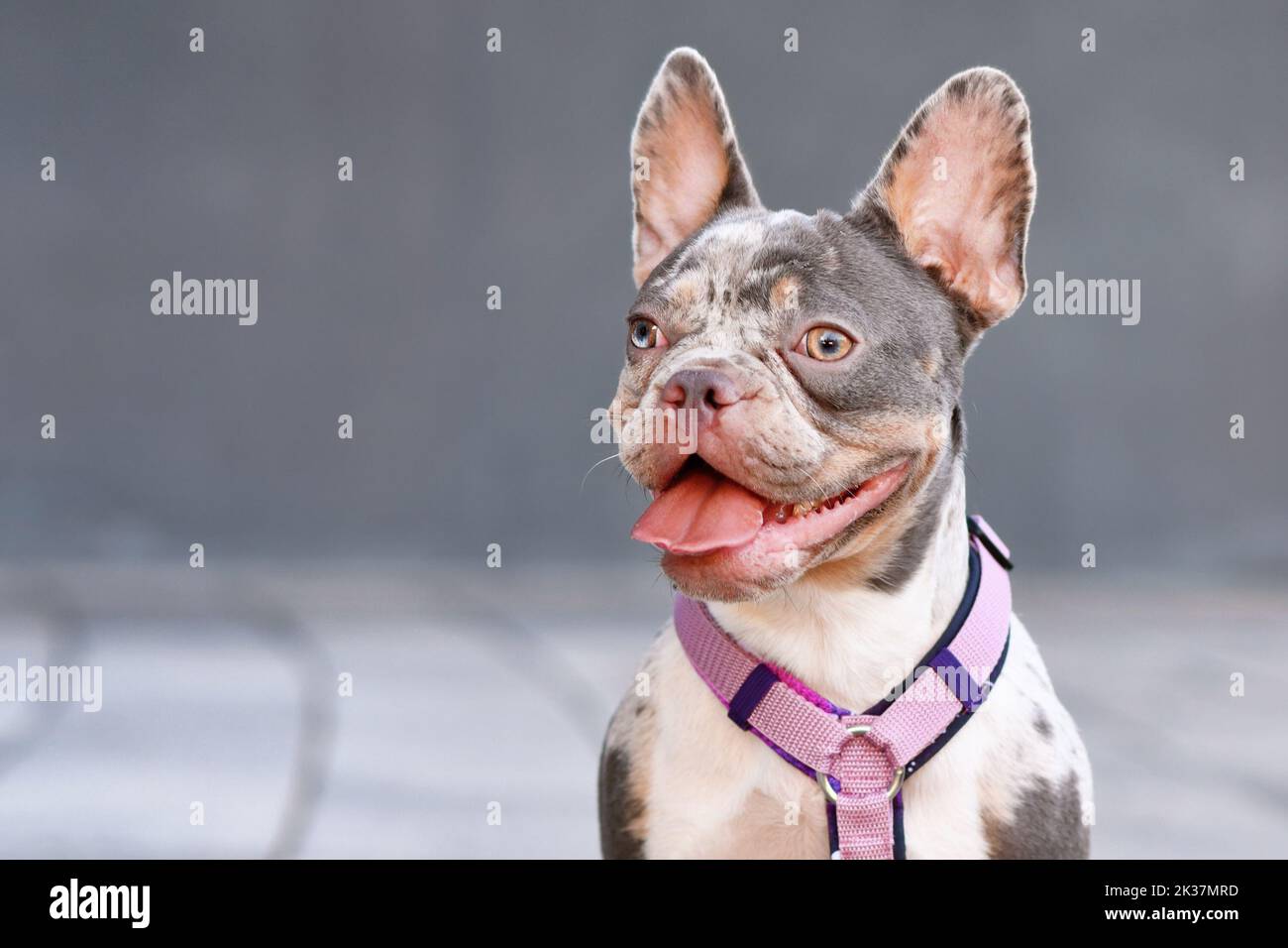 Ritratto di merle tan francese Bulldog con imbracatura per cane rosa Foto Stock