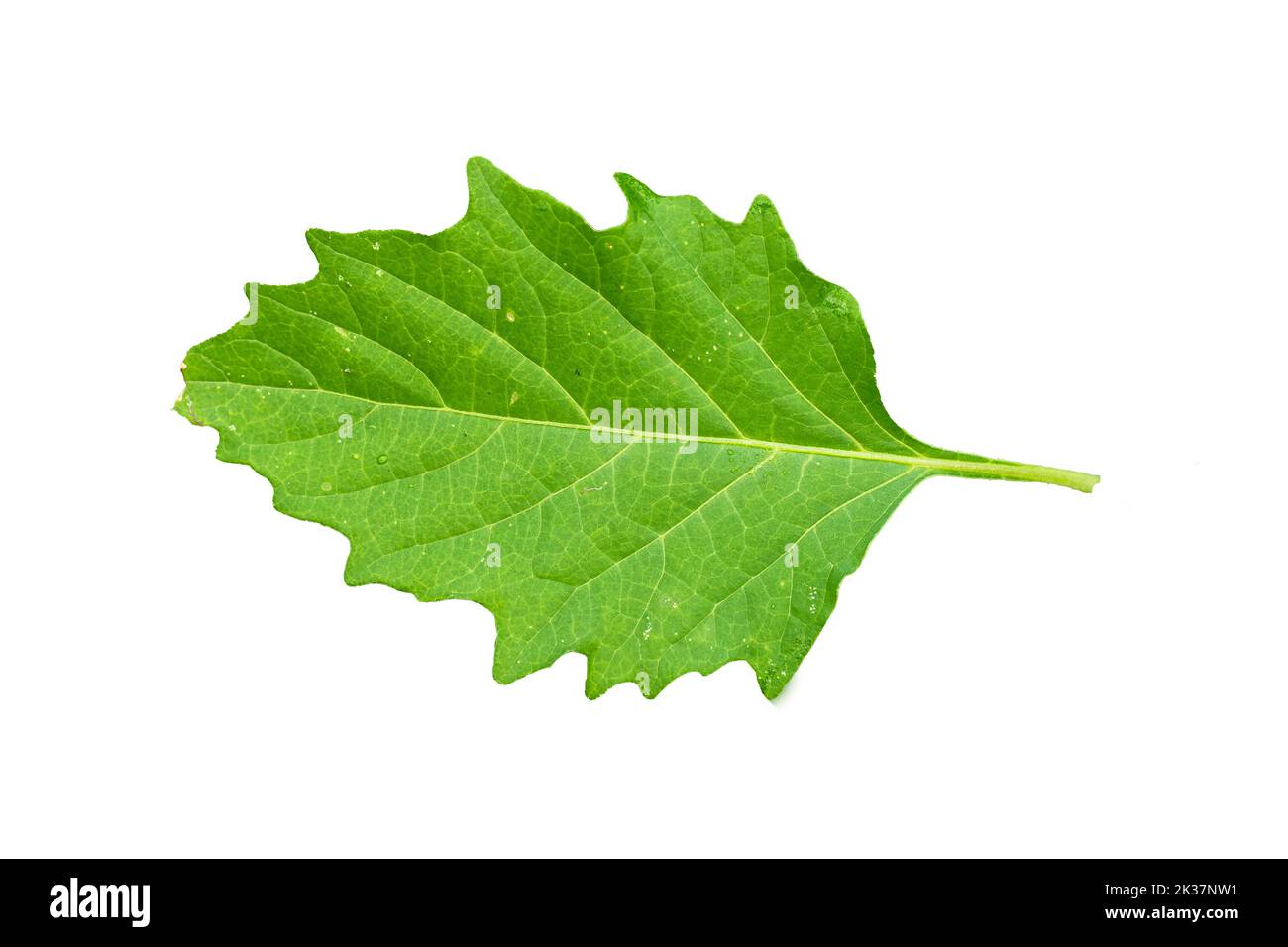 Primo piano delle foglie verdi di Nightshade comune e dei bordi frastagliati con il contorno dettagliato della foglia, isolato su uno sfondo bianco Foto Stock