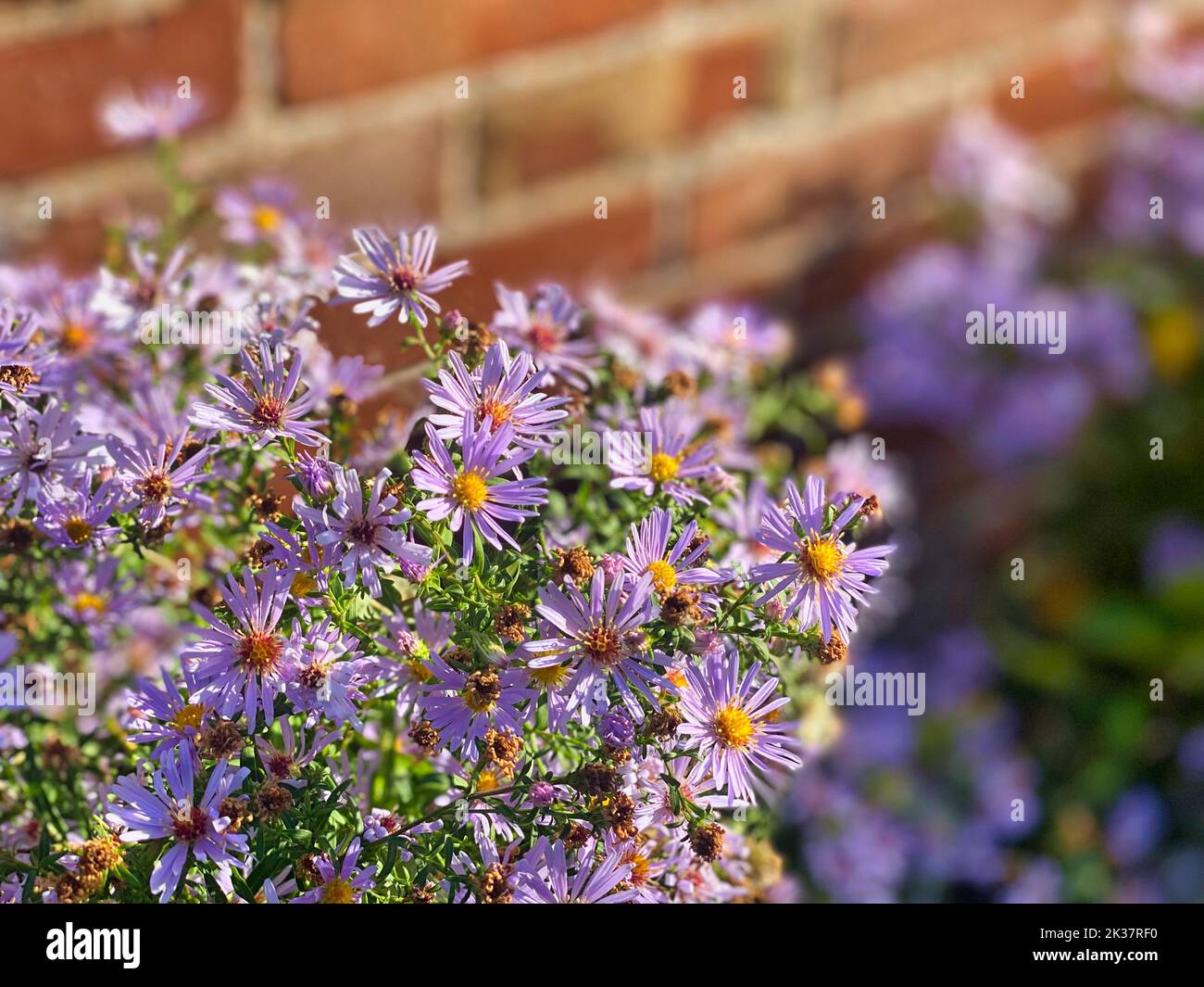 Fiori viola che crescono da un muro di mattoni Foto Stock