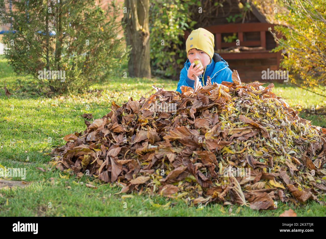 Bambino, ragazzo che si nasconde dietro un mucchio di foglie mangiare pera. Guardando la fotocamera. Stagione autunnale di rastrellare foglie. I bambini aiutano in giardino. Lavoro di giardinaggio. Foto Stock
