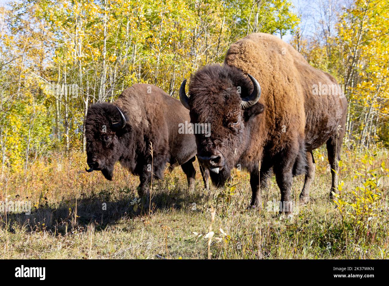 due bisonti stupidi che guardano la fotocamera con le lingue che sporgono Foto Stock