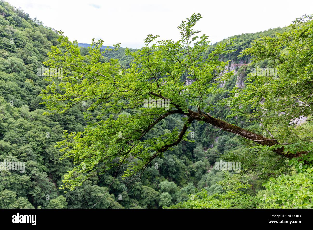 Albero di nocciolo curvato solitario (Corylus) sospeso su un precipizio dell'Okatse Canyon, Georgia. Foto Stock