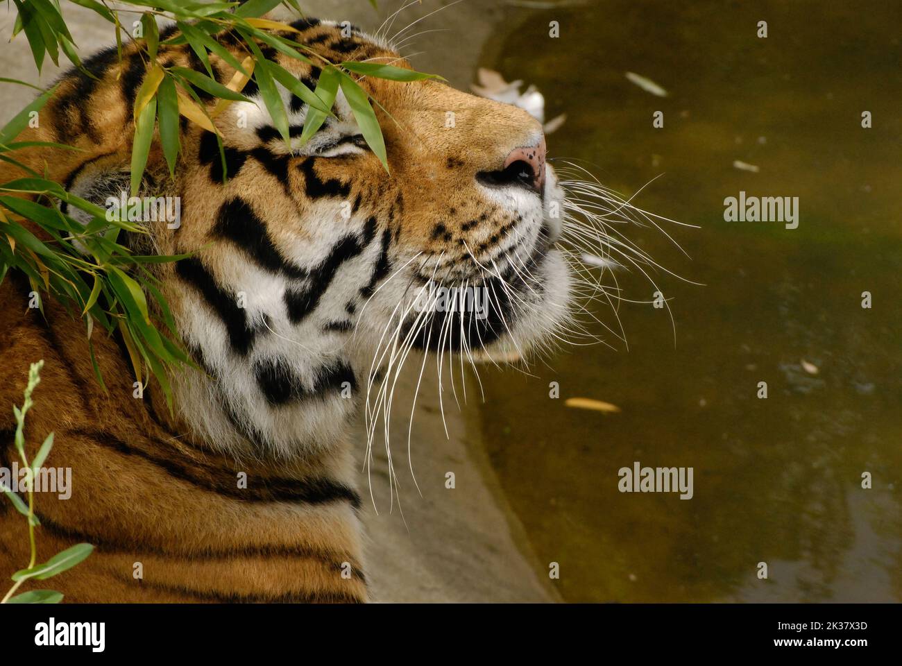 Un primo piano di una tigre di amur che beve da uno stagno Foto Stock