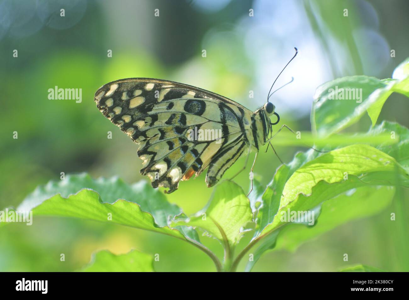 Primo piano di una farfalla calcarea a coda di rondine su una foglia verde di una pianta Foto Stock