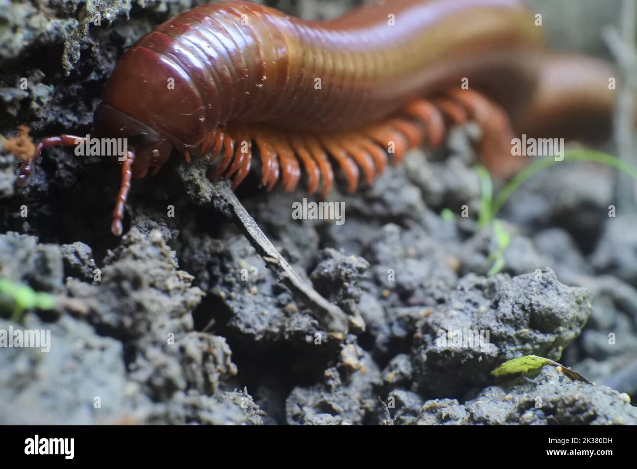 Un primo piano di un artropodi centipede sul terreno Foto Stock