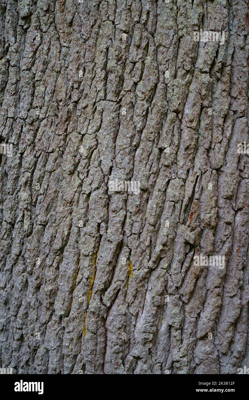 Un primo piano della corteccia testurizzata di un albero di quercia. Foto Stock